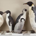 Un dettaglio della collezione ornitologica, con esemplari storici e recenti di pinguini - Foto B. Bruchi